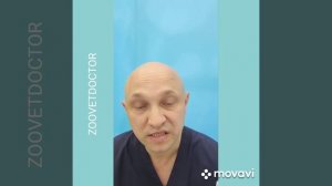 Как остановить кровотечение у собак и кошек #zoovetdoctor