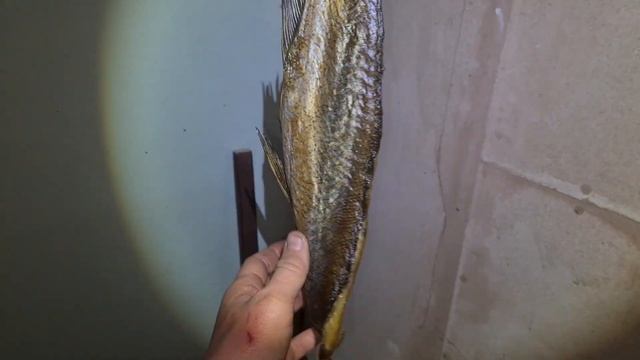 РЫБА ХОЛОДНОГО КОПЧЕНИЯ! Верхогляд. Вкуснейшая, жирная речная рыба, копченая в домашних условиях.