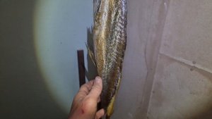 РЫБА ХОЛОДНОГО КОПЧЕНИЯ! Верхогляд. Вкуснейшая, жирная речная рыба, копченая в домашних условиях.