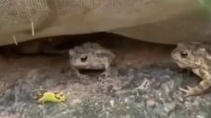 CadosМемы™ №67? #мем