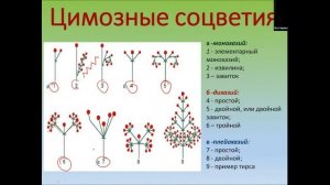 Цветки и соцветия 3 часть. 21 урок по онлайн-кружку "Ботаника".