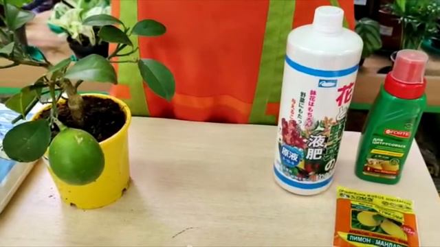 мандарин видео