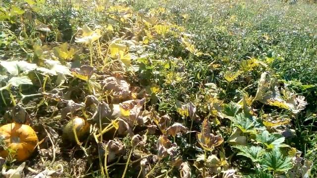 Гарбуз сорту Українка Багатоплідна кінець серпня 22 смотреть онлайн