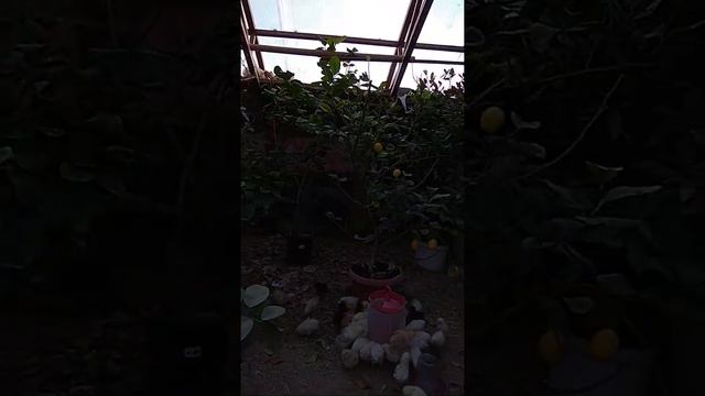 Выращивание цыплят в доме.mp4
