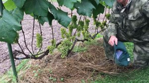 ВИНОГРАД СОРТ *ВАРДУВА* СОЗРЕВАНИЕ НА 01.09.2020 г.