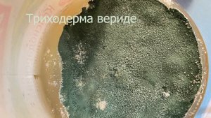 Триходерма вериде от порошка из зелёной пачки до ... / Удачное выращивание этого сезона