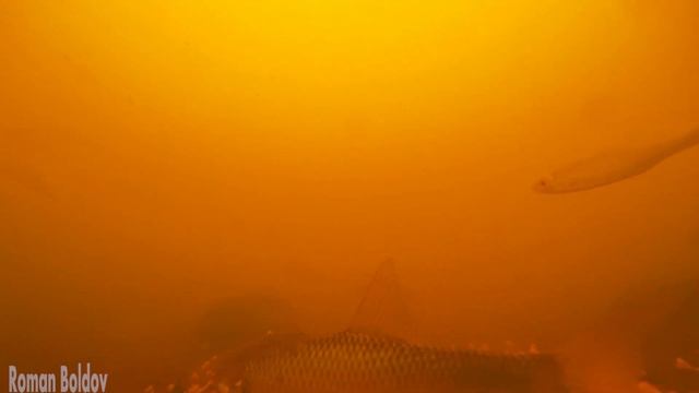 ГРЕЧКА С ЧЕСНОКОМ! Реакция Рыбы. Подводная съемка смотреть онлайн