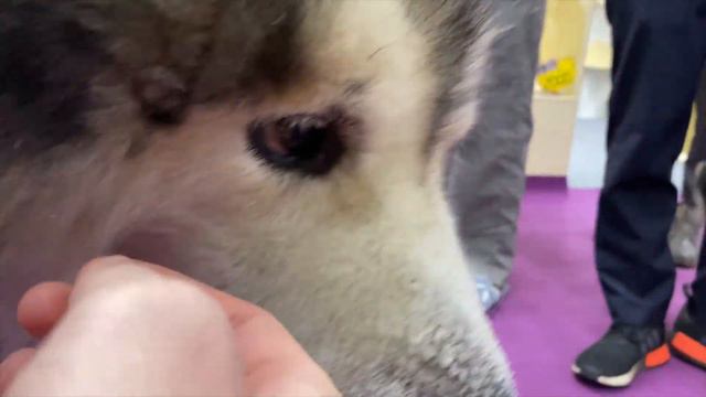 Попал не на ту выставку смотреть онлайн