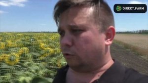 7 видео. Фитосанитарная обстановка на поле