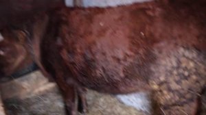 СТЕЛЬНАЯ ЛИ ТЕЛКА ИЛИ КОРОВА?