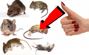Как избавиться от мышей за 2 минуты !