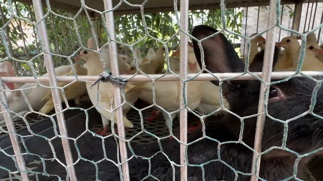 ? Как стать КОЛХОЗНИЦЕЙ в США ? ПРОСТО купить кур и уток для подсобного хозяйства 15.07.2023 смотреть онлайн