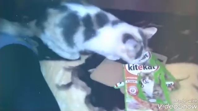 первый раз кормлю кошек Kitekat смотреть онлайн