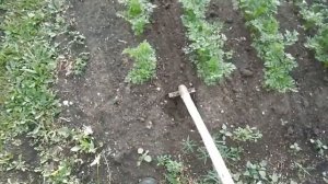 Культиватор  почвы своими руками