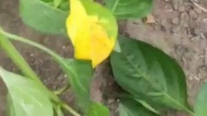 Перцы любят ПШЕНО! Получаю по ведру с одного куста