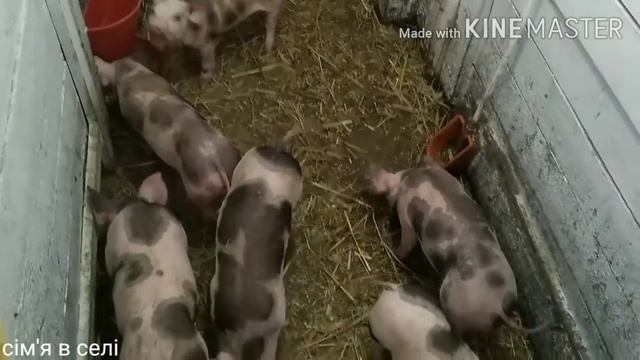 У нас быстро растут свиньи. Больших на финиш, меньших на старт. смотреть онлайн