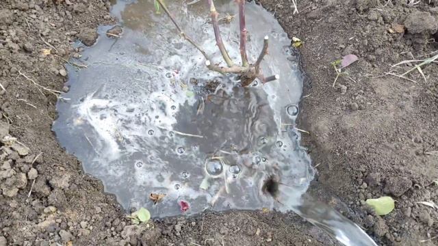 Пересадка розы осенью.Заглублять ли место прививки?Удобрение.Укрытие на зиму.