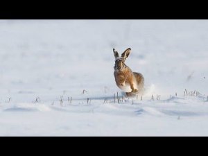 В югорском интернете заяц напал на охотников