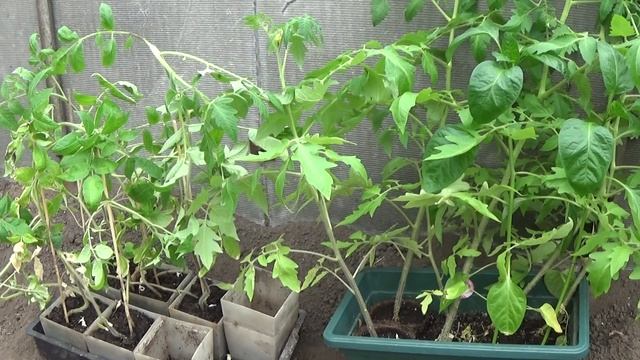 ЭКСПЕРИМЕНТ-ФИТОЛАМПЫ И ТОМАТЫ смотреть онлайн