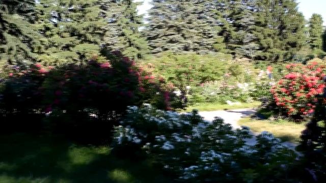 ЦАРСТВО РОЗ .В ПРОШЛОЙ ЖИЗНИ Я , НАВЕРНОЕ , БЫЛА РОЗОЙ . смотреть онлайн