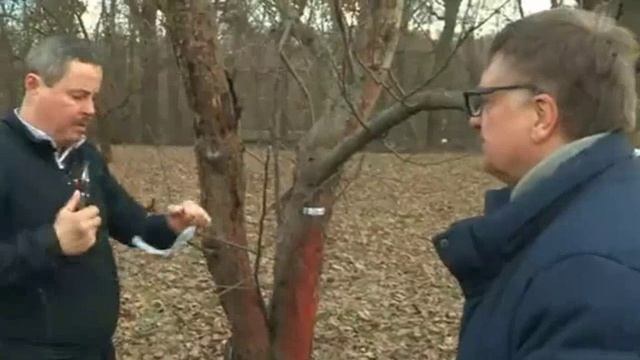 Выбор инструмента для прививки.