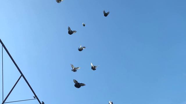 голуби.Ростовская область смотреть онлайн