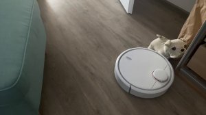 наш любимый маленький пылесос - маленький, но сильный - жить в германии - Xiaomi SDJQR02RR