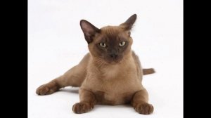 Бурма, или бурманская кошка (Burmese cat) породы кошек( Slide show)!