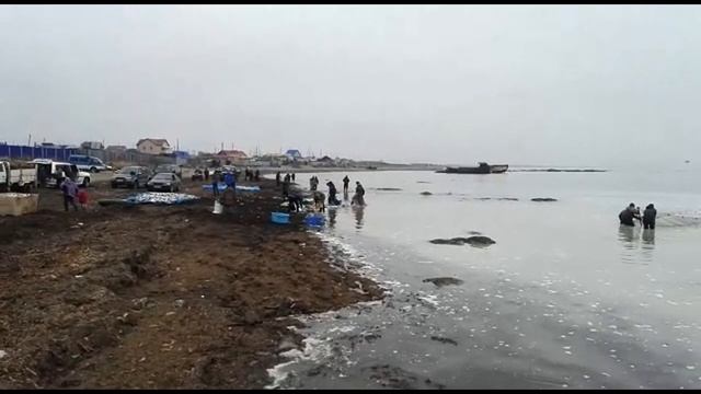 В Стародубском сельдь массово выбросилась на берег смотреть онлайн