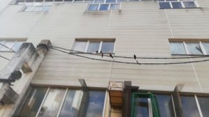 САМЫЕ ДЕШЁВЫЕ ПОЛЫ В ГОЛУБЯТНЮ