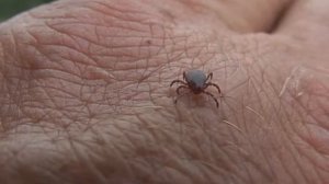 Ixodes persulcatus - Таёжный клещ