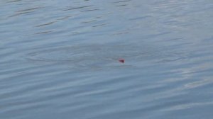 Хороший клёв карася! Рыбалка на маховую удочку!