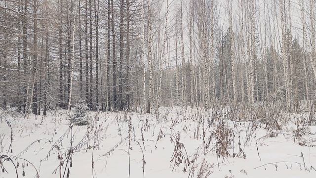Заснеженный лес. ч.13. Декабрь 2023