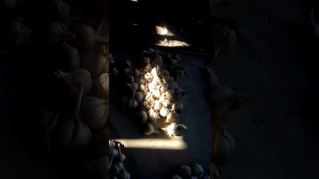 Болезнь чеснока кто знает смотреть онлайн