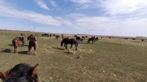 Табунное коневодство.| Ураган
