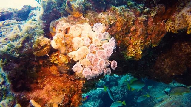 Дайвинг в Варадеро смотреть онлайн