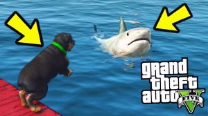 ВОЗМОЖНО ЛИ УБИТЬ ЧОПА В GTA 5?! ЧТО БУДЕТ ЕСЛИ УБИТЬ СОБАКУ ФРАНКЛИНА?! СОБАКА VS АКУЛЫ!