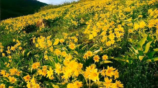 " Flowers" for piano/الورد على البيانو смотреть онлайн