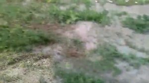 Мототрактор. Окучивание картошки конными окучниками.