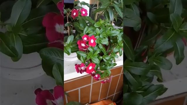 Барвинок (Катарантус) - яркий цветок. Barwin (Catarantus) - a bright flower