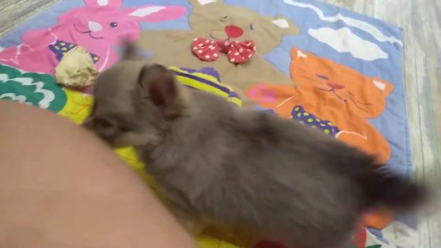 самая красивая девочка чихуахуа стандарт Карамельная Массандра длинношрстная продаётся СИМФЕРОПОЛЬ