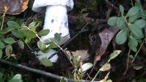 Гриб с белой шляпкой, белый подосиновик.