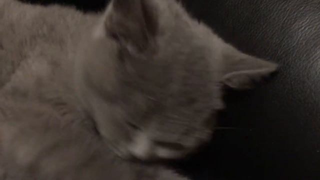 ✨Свадьба Мистера Пушка и Миссис Хомячка ✨вы должны этому свадьбу Смотреть⚡️⚡️💀 смотреть онлайн