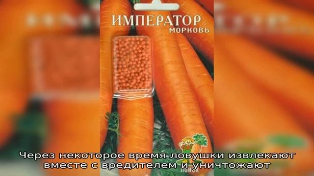 Позднеспелая и высокоурожайная морковь «Император»: описание сорта