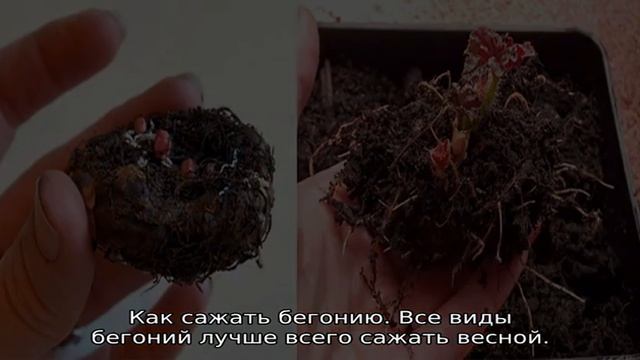 Уход за бегонией в горшке в домашних условиях для начинающих смотреть онлайн