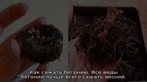 Уход за бегонией в горшке в домашних условиях для начинающих