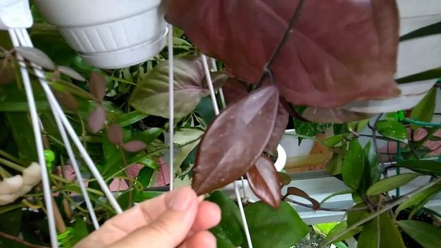 #АНАПА_Натка_солнце // Переезд цветочков с лоджии // Второй стеллаж смотреть онлайн