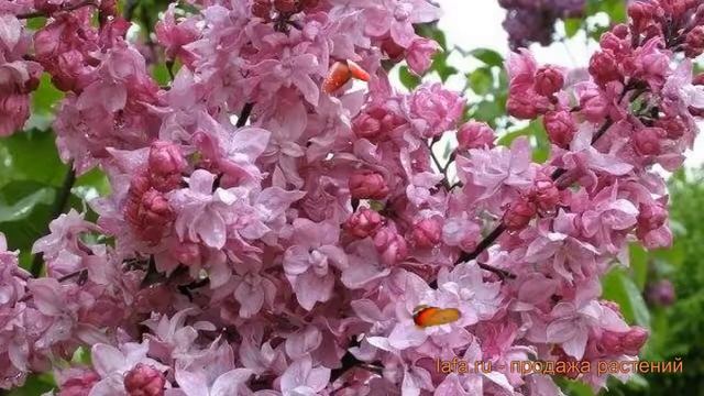 Сирень обыкновенная Олимпиада Колесникова ? обзор: как сажать, саженцы, крупномеры сирени смотреть онлайн