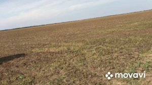 Немного одоработке дискача. Т150 сеет тремя сеялками СЗП3,6.