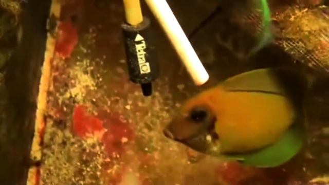 Криптокарионоз смотреть онлайн